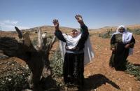 الاعتداء على الزيتون من المستوطنين