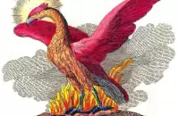 طائر الفينيق