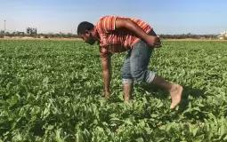 مزارع فلسطيني في ارضه