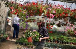 مشتل زهور في غزة