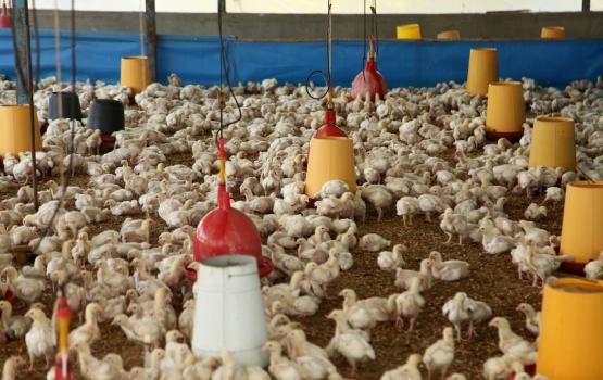 مزارع الدواجن في غزة