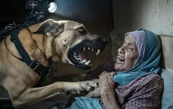كلب شرطة إسرائيلي يهجم على مسنة فلسطينية