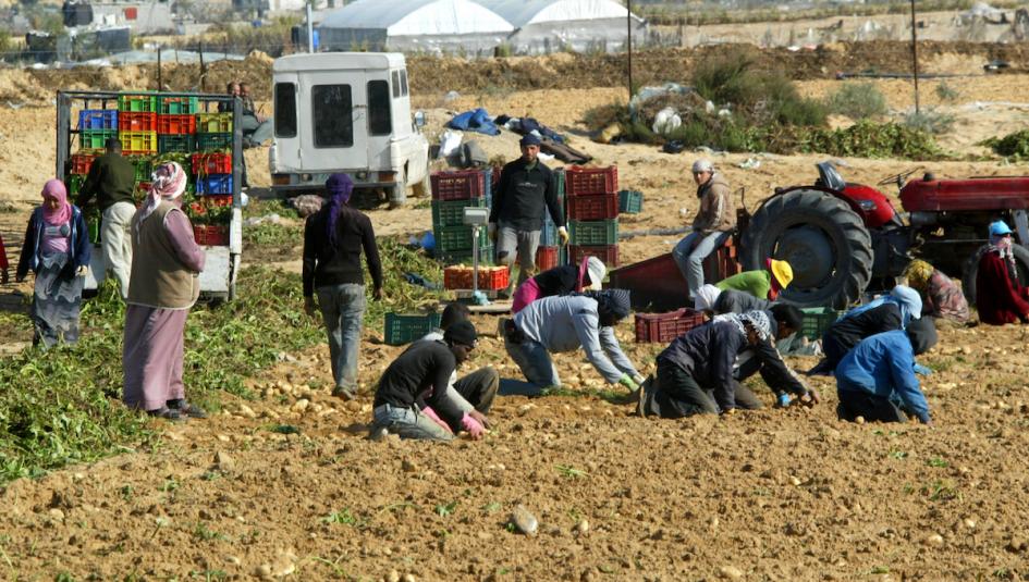 مزارعون فلسطينيون