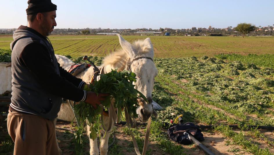 مزارع فلسطيني